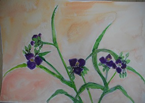 水彩画「紫露草《